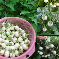 Cà pháo loại 1 chất lượng